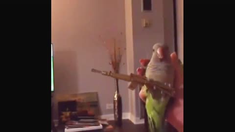 Don't mess with this parakeet