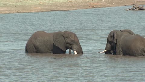 african elephant bull adult pair elephants playing play sparring dry season in water