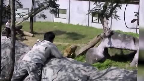 Crazy Man Entered The Lions Cage in Taipei Zoo