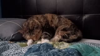 A Cat's Naptime