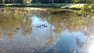 Just Some Ducks in an Elkhart Park