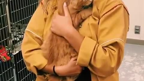 Another human gets adopted by a cat
