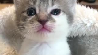 small cute cat