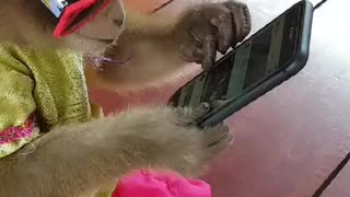 Chill Monkey Plays on Phone