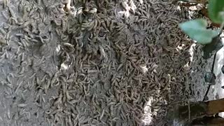 Swarm of Worms