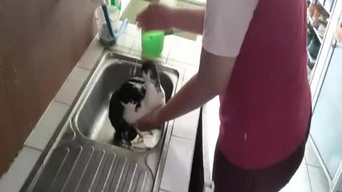 Bathing ducks in the dishwasher