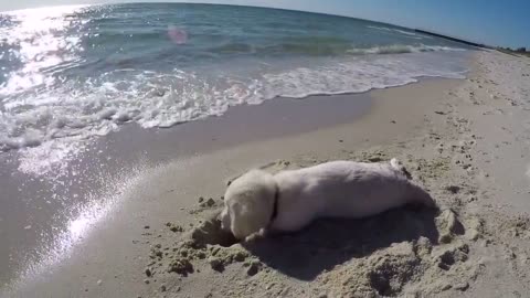 The ocean irritates a cute dog by flooding his hole.