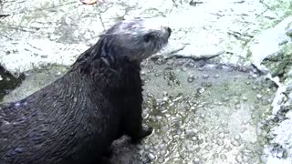 Stranded sea otter pups paired with surrogate moms