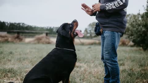 TOP 10 Strongest Dog Names and dog training