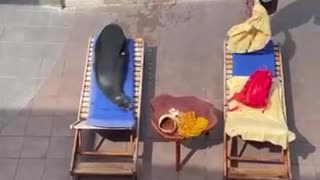 A Seal Makes Himself At Home At This Resort