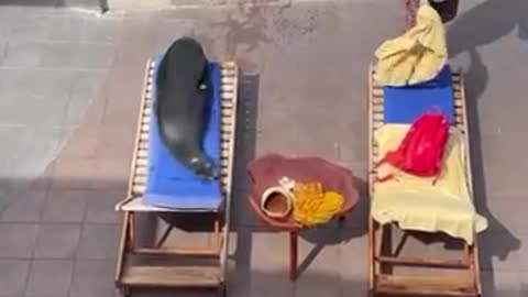 A Seal Makes Himself At Home At This Resort