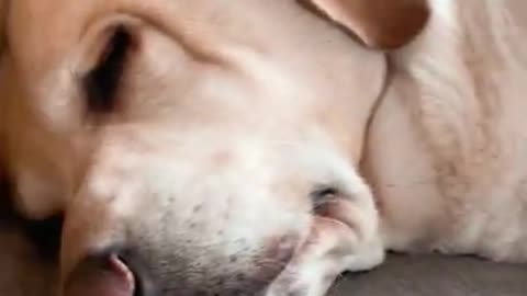 How I wake my beautiful sleeping dog from his dreams