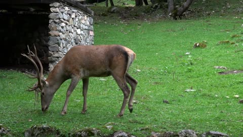 Closeup deer in national park Dombai, Caucasus, Russia, Europe