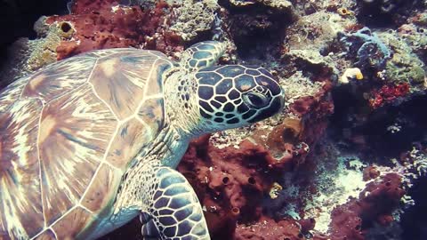 Wonderful view sea turtle