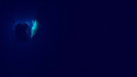 Underwater sperm whale encounter caught on camera