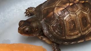 Baby Box Turtle eating cantaloupe.