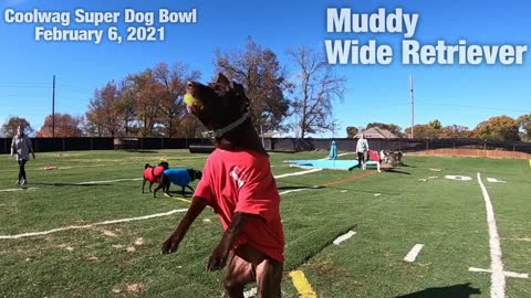 Coolwag Super Dog Bowl Starting Line Up featuring Moose, Muddy and Paisley