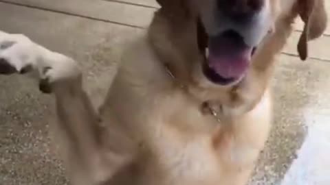 Funny dog vedeo