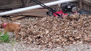 Boxer Puppy Plays in Leaf Pile