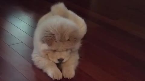 White dog playing with ice in the floor