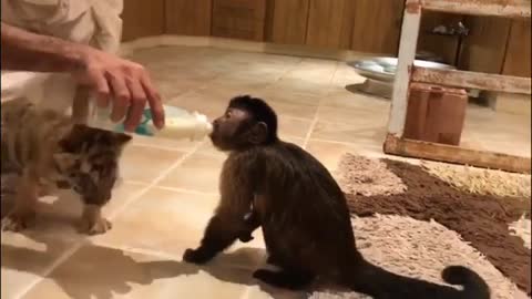 Mono capuchino alimenta a un cachorro de tigre