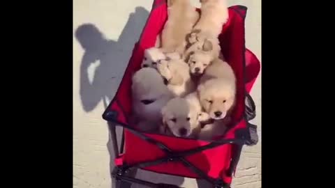 Golden Retriever Puppies Cute and Funniest Video