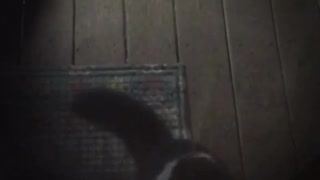 Black cat standing up and scratching door