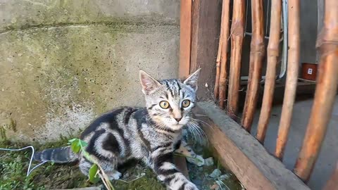 Purrfect Playtime: Cute Cat Having a Blast