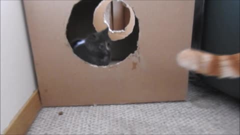 Kitten Watching Dad Fom a Box