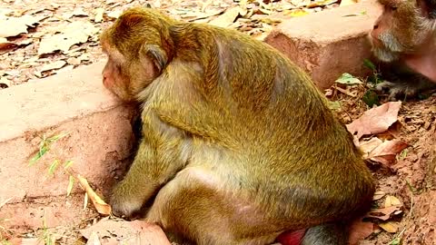 Drunk Milk Face Of Baby Monkey