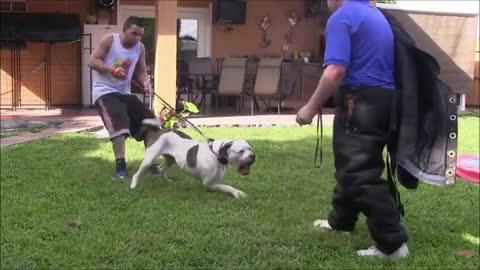 How To Make Dog Become Fully Aggressive With Few Simple Tips