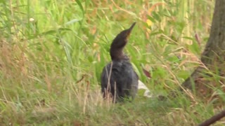 378 Toussaint Wildlife - Oak Harbor Ohio - Cormorant Still Looking For A Friend