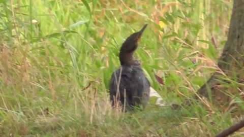 378 Toussaint Wildlife - Oak Harbor Ohio - Cormorant Still Looking For A Friend