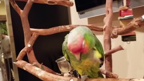 Crazy Parrot SUPER FUNNY