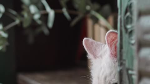 A-white-at-hiding-on-the-book-shelves