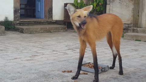 Maned Wolf has a Snack in Brazil