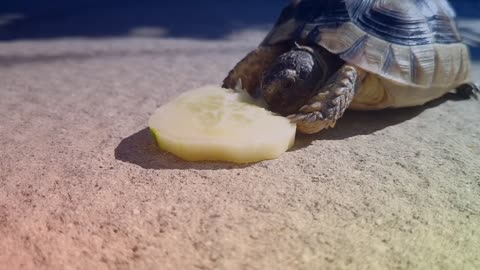 Greek turtle eat