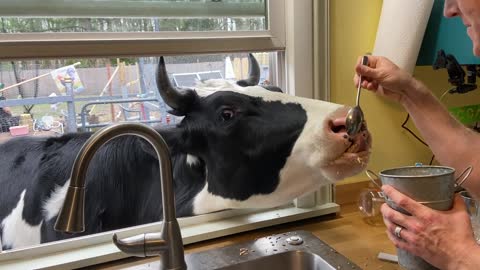 Spoon Feeding our cow