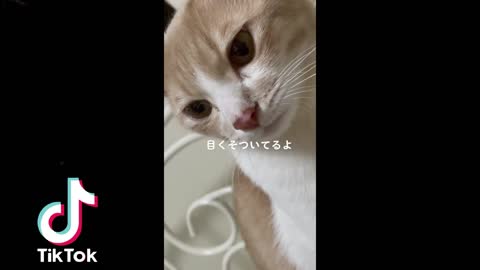 🇯🇵🗾Funny Japanese Animal 😻 Tik Tok Video 2021