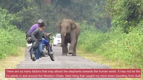 Angry1 elephant Attack every vehicale21