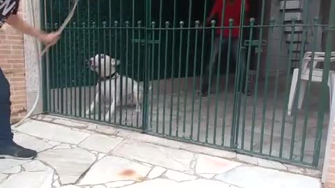 Bull Terrier Guarding the Gate - AMAZING TRAINING