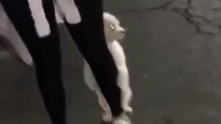 Super shy puppy hides behind owner's leg