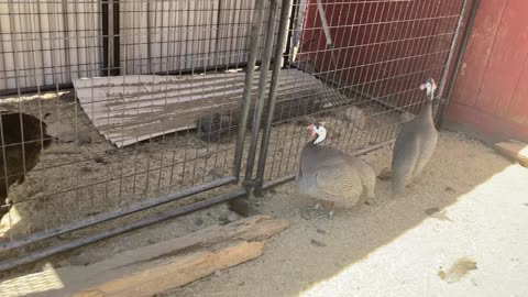 Guinea Fowls & Turkeys