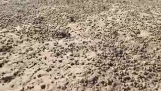 Thousands Of Little Crabs Scamper Across Beach