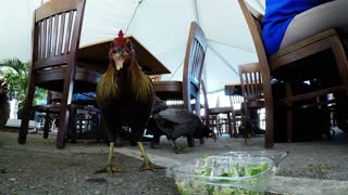 Customers share salad leftovers with chickens in outdoor restaurant