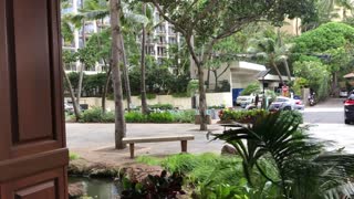 Strong tropical winds, lobby of the Waikiki Banyon hotel