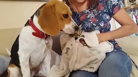 Beagle helps owner dry off kitten after bath b NG fhb