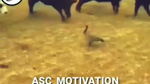 !!! Omg !!!Duck mess with bulls duck ready to fight