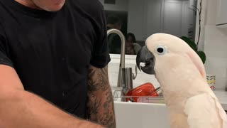 Cockatoo Learning How to Fist Bump