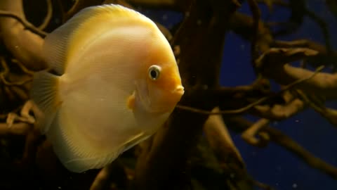 Belo peixe amarelo prá aguario